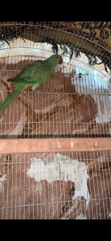 Green Parrot Breeder Female Hand tame nhi hai 1