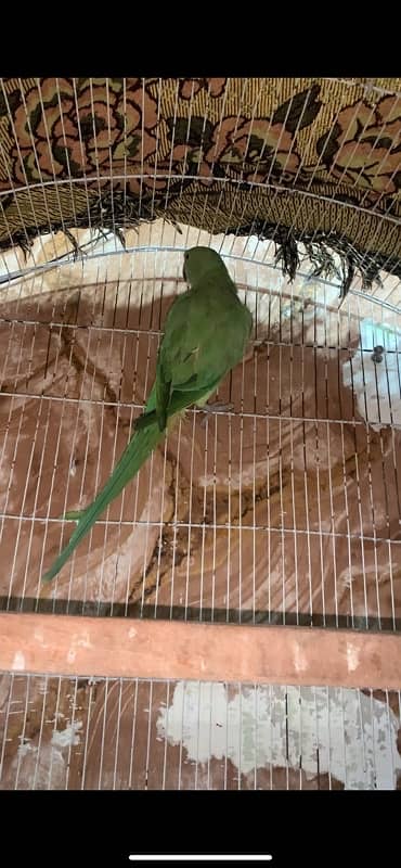 Green Parrot Breeder Female Hand tame nhi hai 2