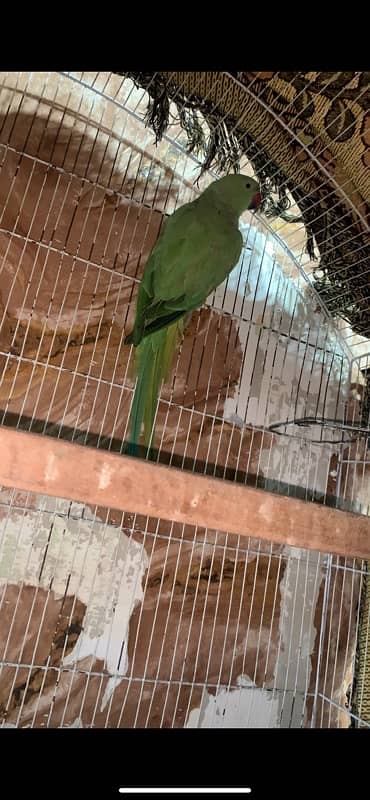 Green Parrot Breeder Female Hand tame nhi hai 3