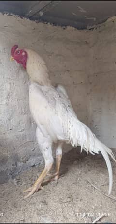 bumper offer white cheena shamo male for sell