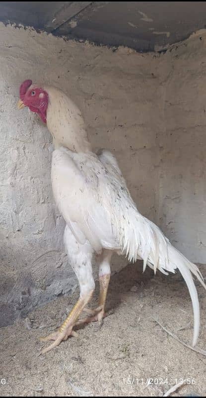 bumper offer white cheena shamo male for sell 0