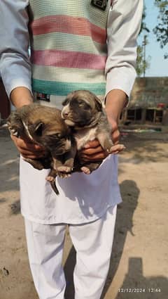 alcesaion dogs puppies available