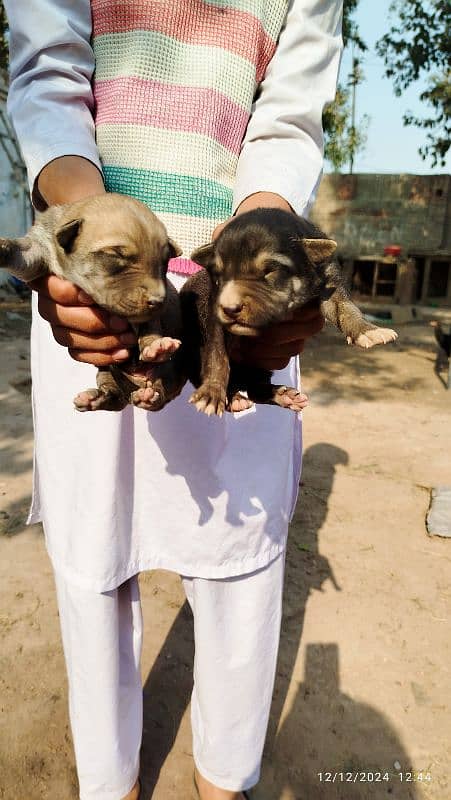 alcesaion dogs puppies available 2