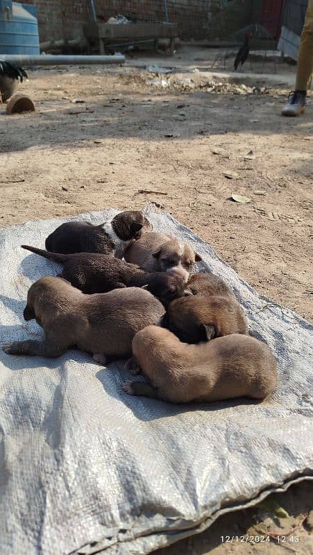 alcesaion dogs puppies available 4