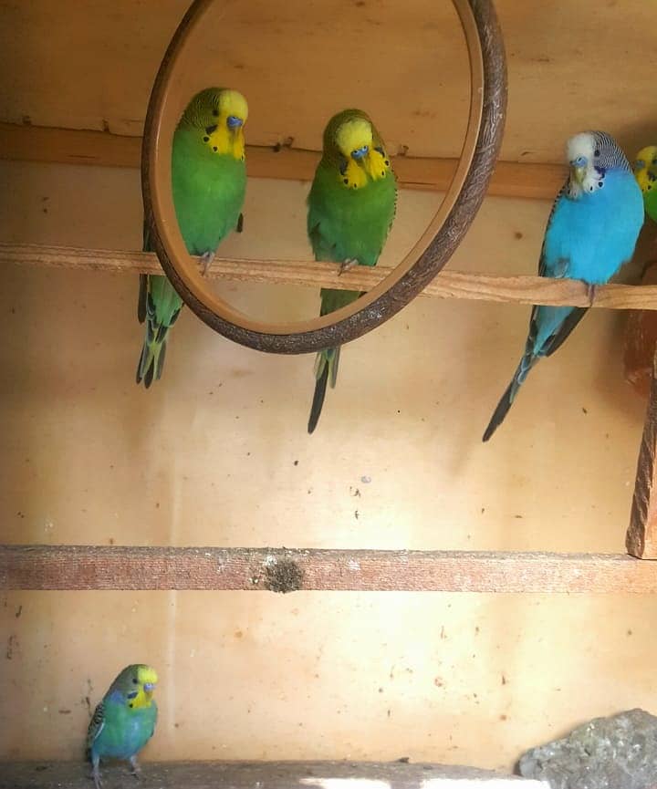 Beautiful and Healthy Adult Budgies. 0