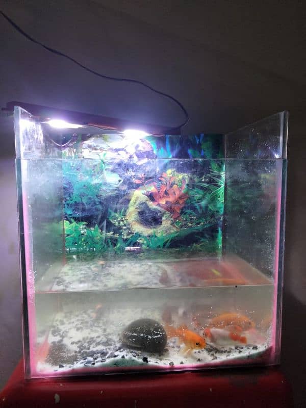 Fishes for sale 0