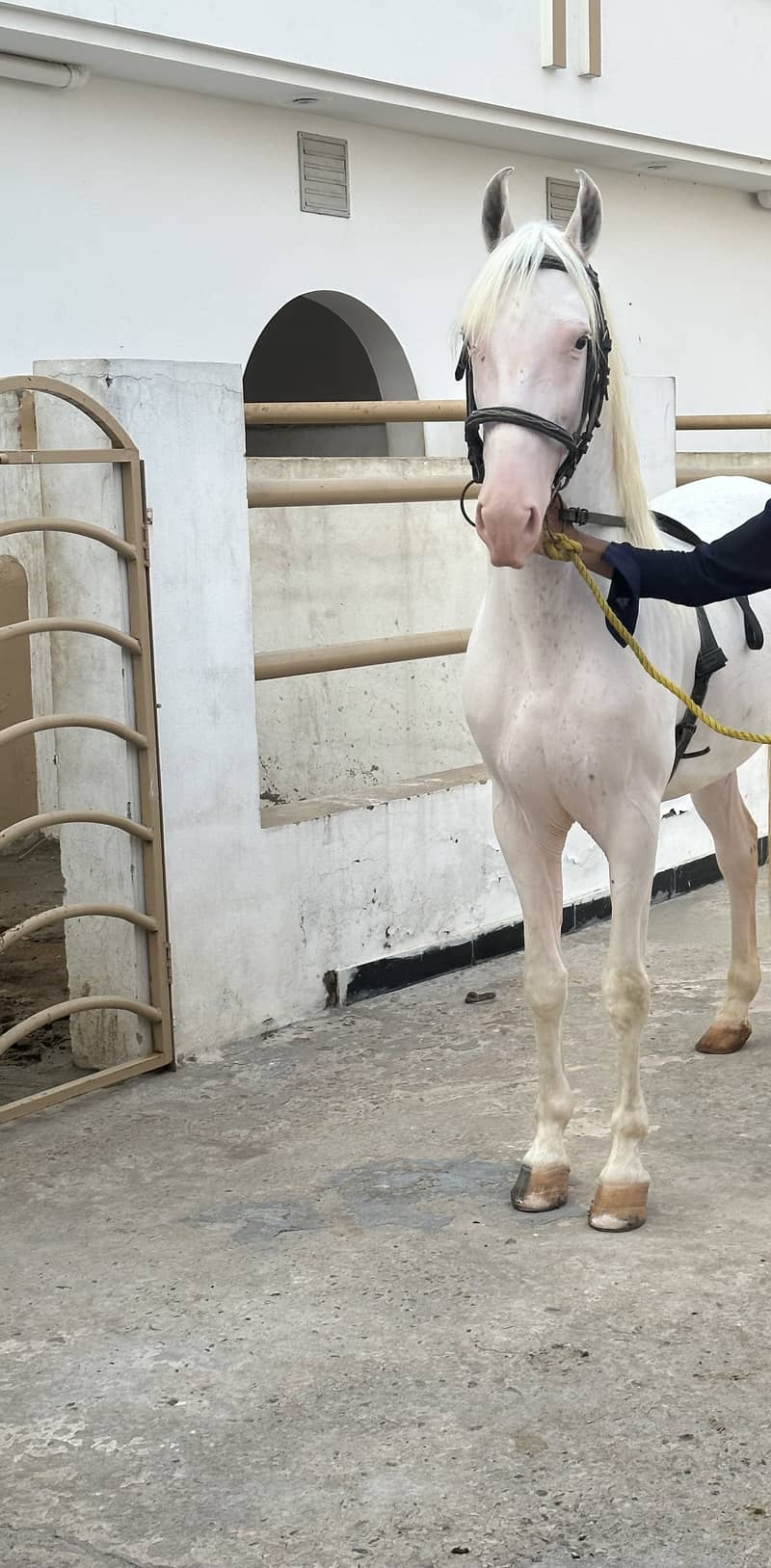 Nukra horse for sale 0