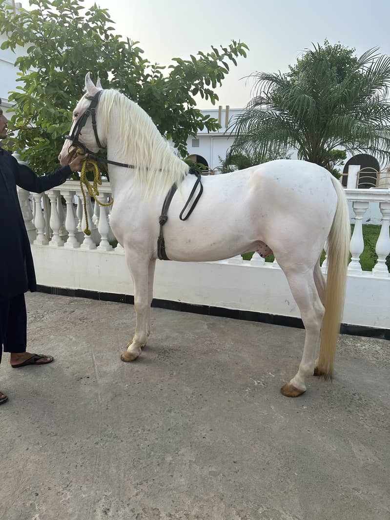 Nukra horse for sale 1