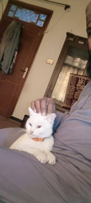 assalam O alaikum. . cat for sale. . 1