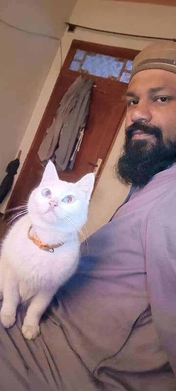 assalam O alaikum. . cat for sale. . 2