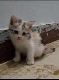 semi-persion kittens for sale