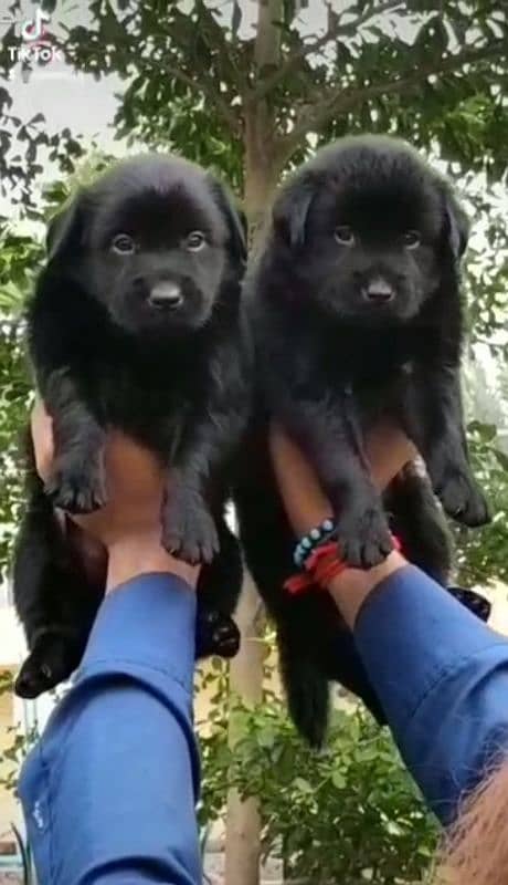 black German Shepherd double coat pair age 2 month for sale 0