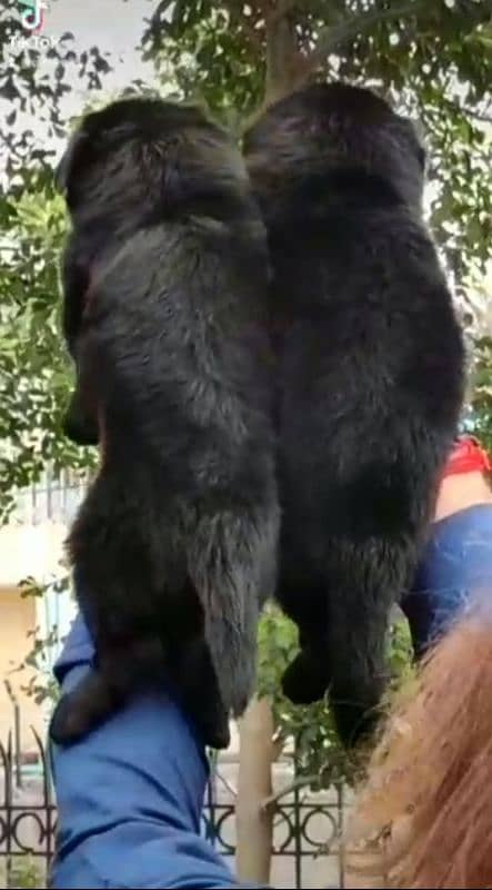 black German Shepherd double coat pair age 2 month for sale 1