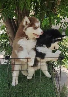 Siberianhusky puppie 03263607292