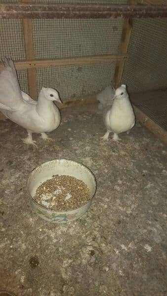 lakha kabootar (pigeon) 3