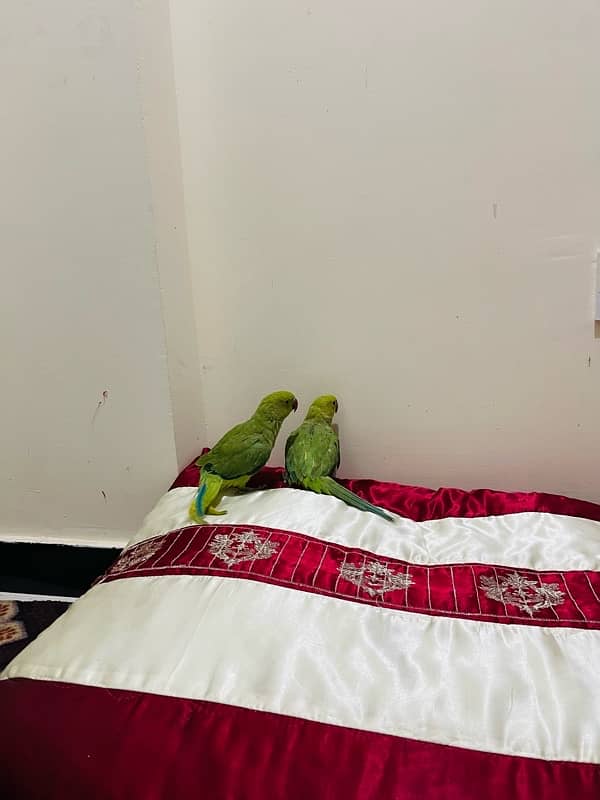 green parrots male and female 0