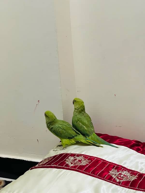 green parrots male and female 5