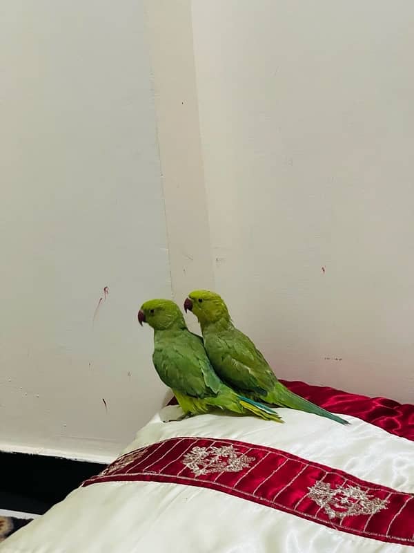 green parrots male and female 6