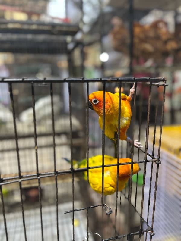 Sun conure 0