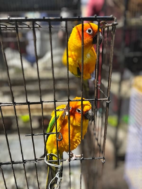 Sun conure 1