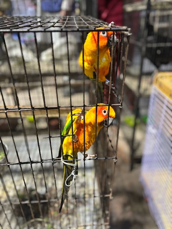 Sun conure 2