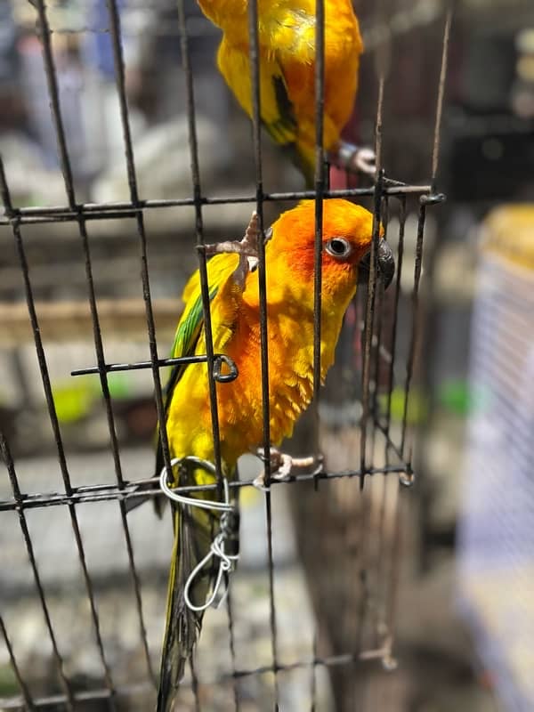 Sun conure 3