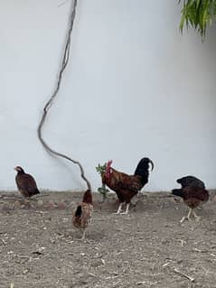 Five chicken and two roosters