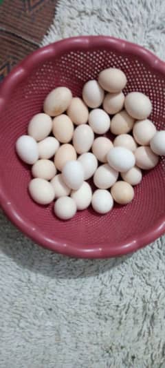 pure desi eggs available for sale