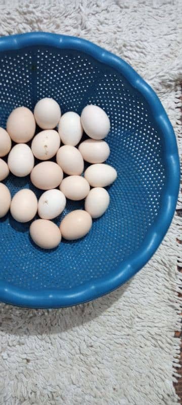 pure desi eggs available for sale 1