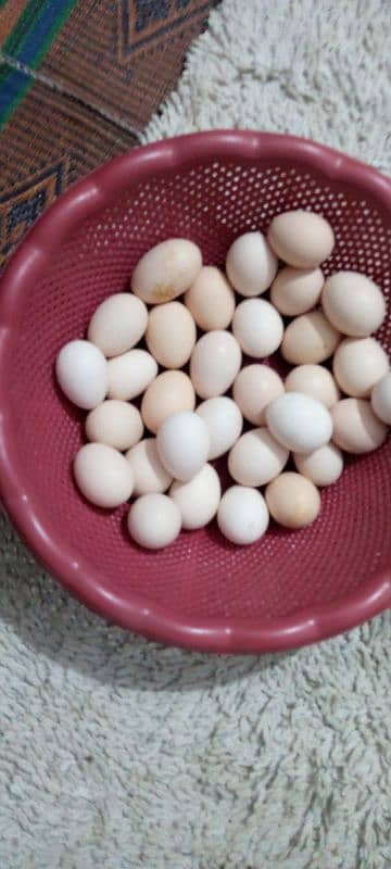 pure desi eggs available for sale 2