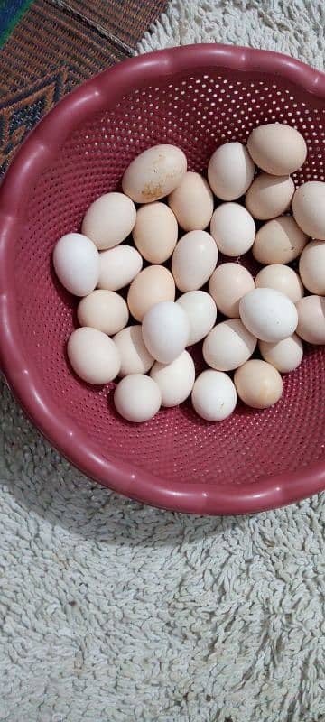 pure desi eggs available for sale 3