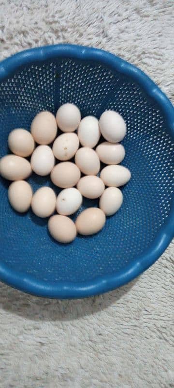 pure desi eggs available for sale 4