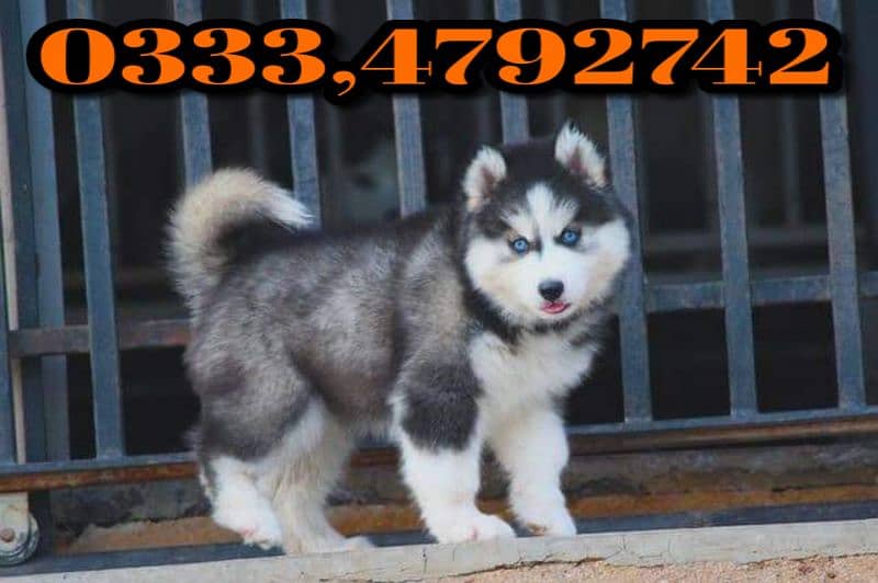 Siberian husky puppy available 0333,4792742 0