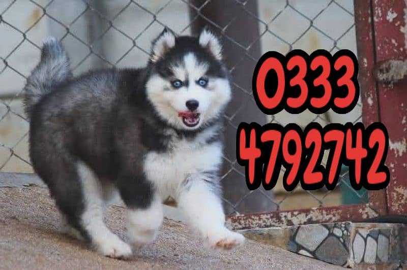 Siberian husky puppy available 0333,4792742 1