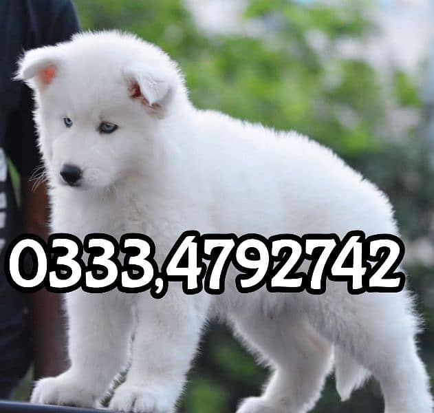 white Siberian husky puppy 0333,4792742 0