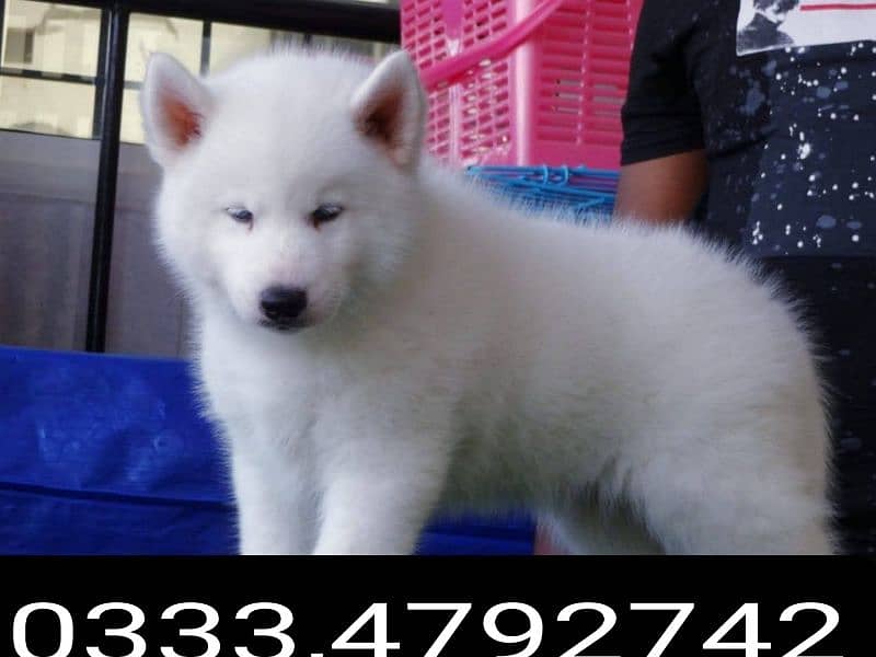 white Siberian husky puppy 0333,4792742 1