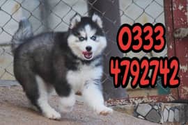 Siberian husky puppies 0333,4792742