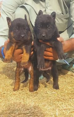 German shepherd puppies / german shepherd /puppy