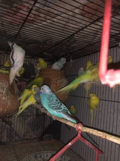 Australian Parrot budgies Breeders