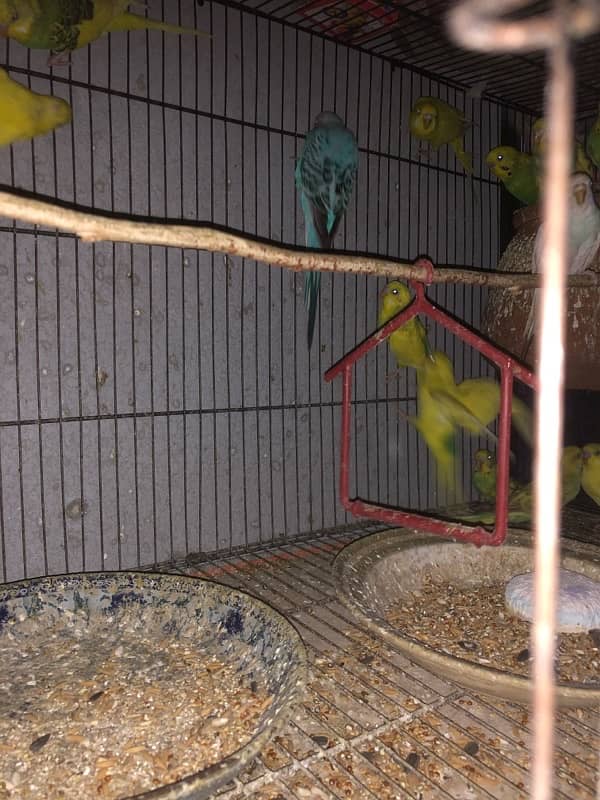 Australian Parrot budgies Breeders 1