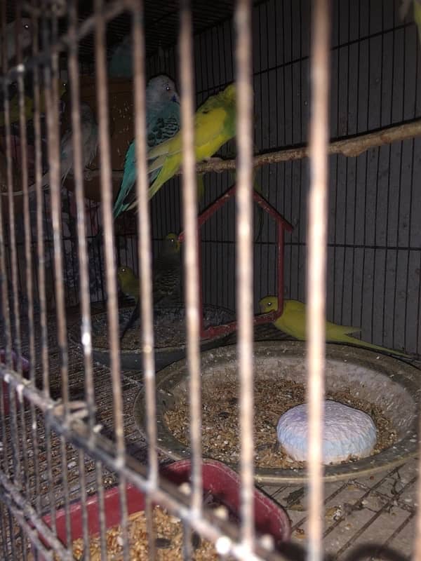 Australian Parrot budgies Breeders 2