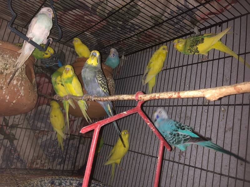 Australian Parrot budgies Breeders 3