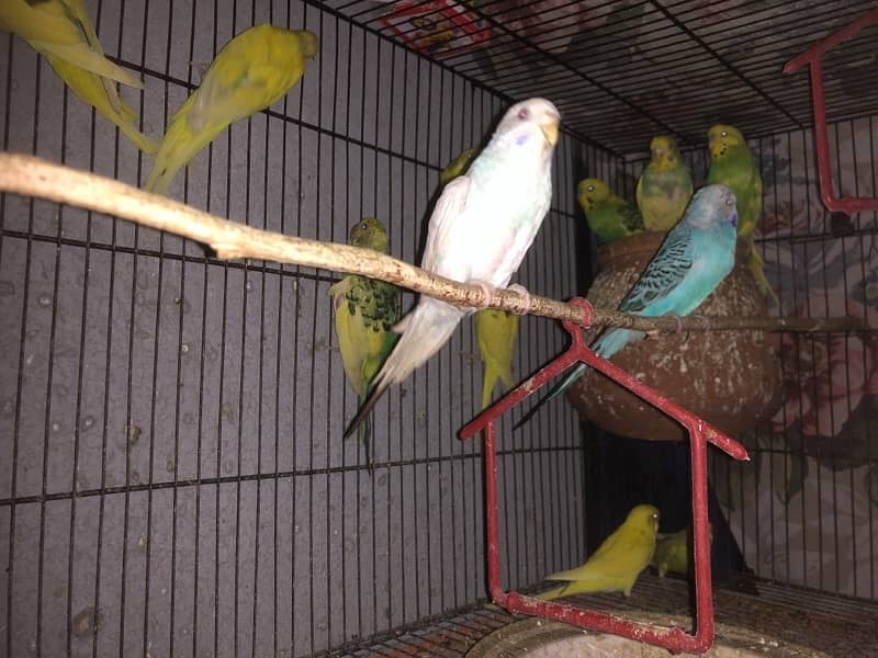 Australian Parrot budgies Breeders 5