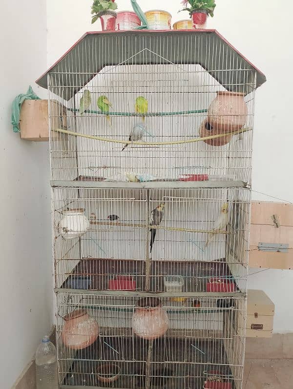 Complete Bird Setup 6