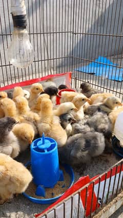 Golden Buff, White Buff, Black Buff, Blue Buff Healthy Chicks for Sale