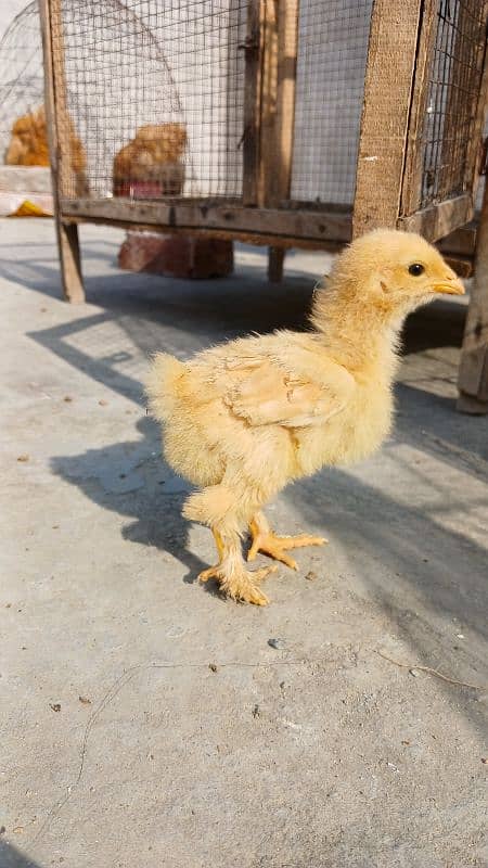 Golden Buff|White Buff| BlackBuff |Blue Buff Chicks| golden Buff eggs 18