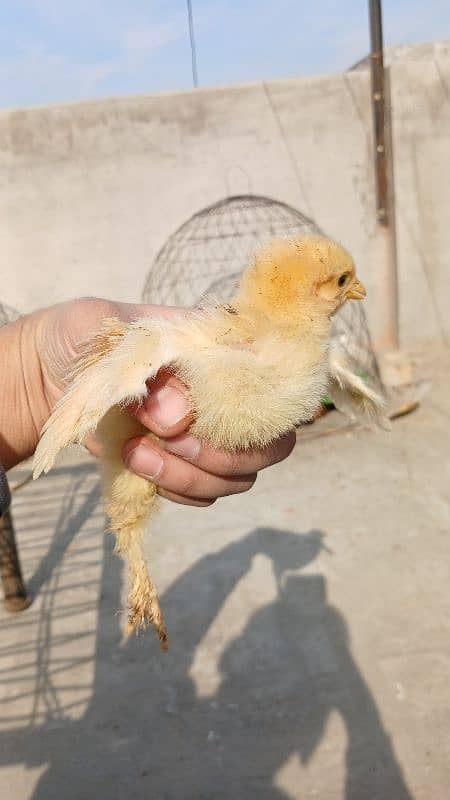 Golden Buff|White Buff| BlackBuff |Blue Buff Chicks| golden Buff eggs 15