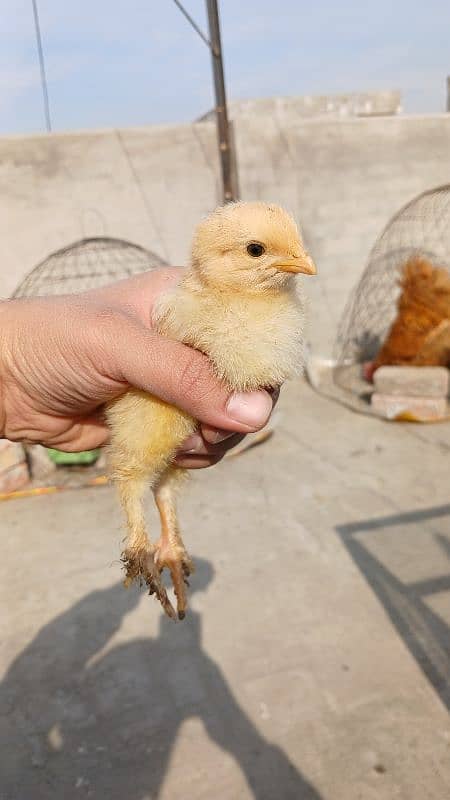 Golden Buff|White Buff| BlackBuff |Blue Buff Chicks| golden Buff eggs 4