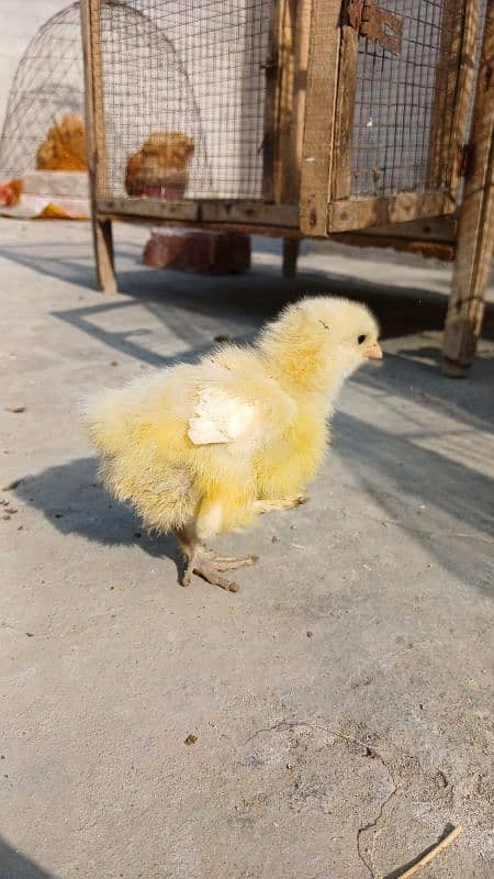 Golden Buff|White Buff| BlackBuff |Blue Buff Chicks| golden Buff eggs 5