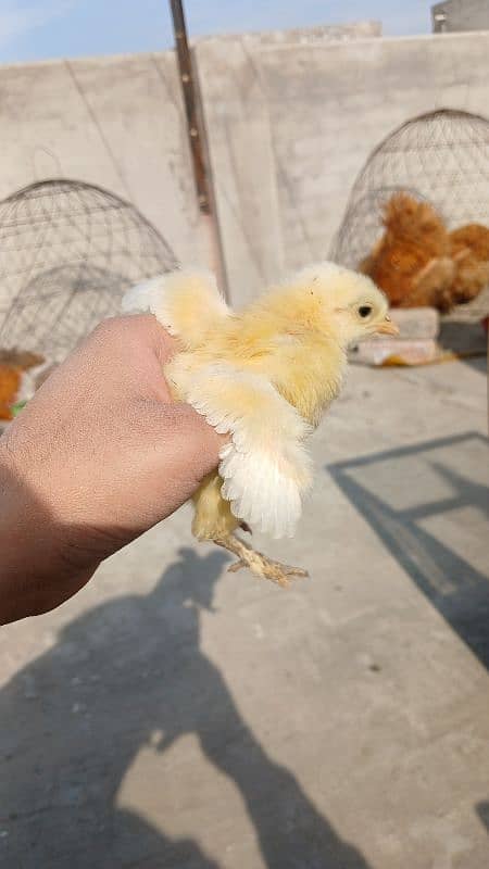 Golden Buff, White Buff, Black Buff, Blue Buff Healthy Chicks for Sale 6